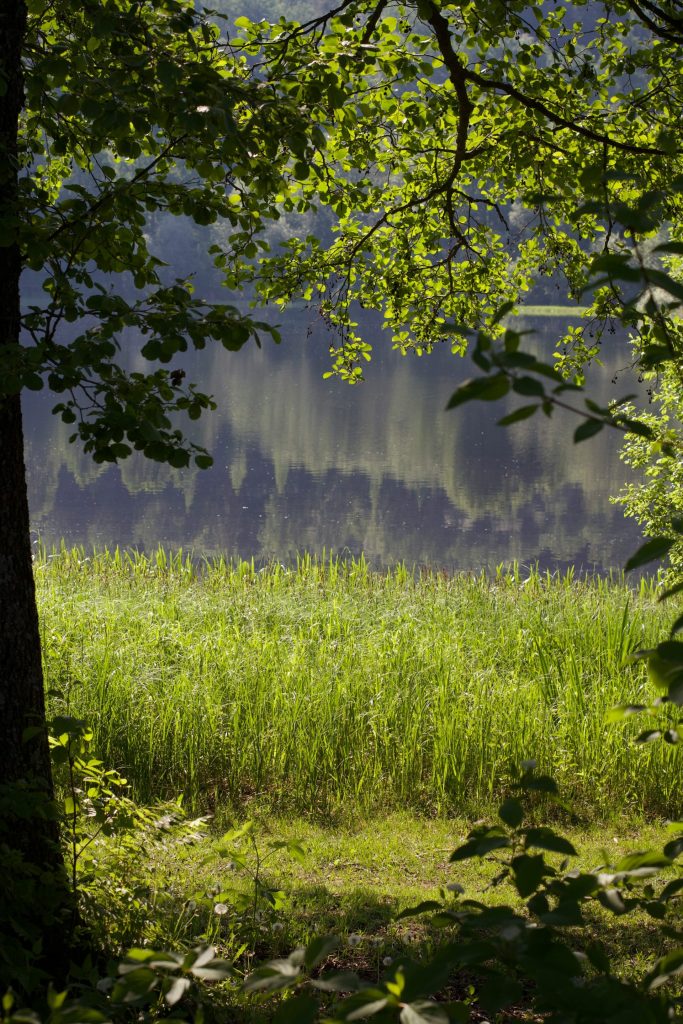 a grassy field with trees and water in the background